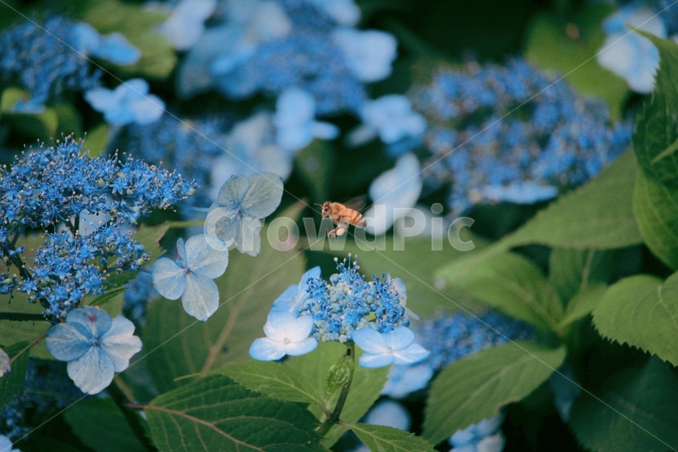 꽃,수국,자연,벌,힐링,식물,자연,plants,nature,꽃,flower,동물,animal,곤충,벌레,insect,bug