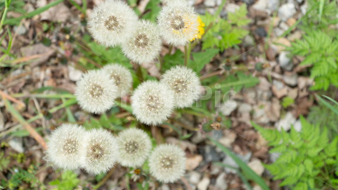 민들레꽃,민들레,봄꽃,dandelion,민들레홀씨
