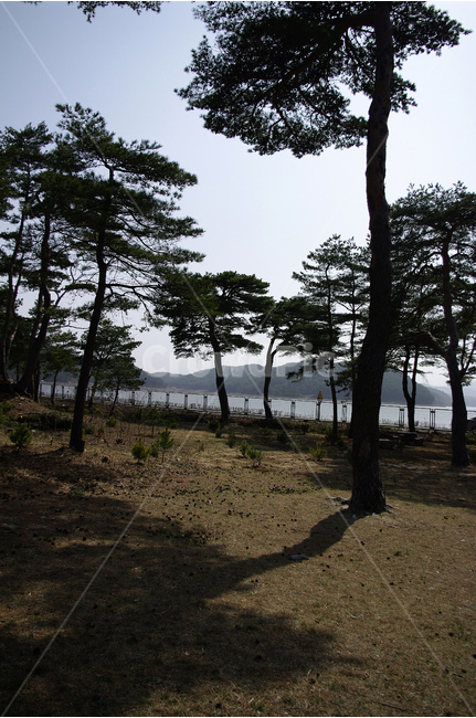 소나무숲,금강소나무,관광지,숲,고성,소나무,나무,자연,풍경,nature,landscape,식물,plants,나무,trees,wood,tree,plant,tree trunk,나무 줄기