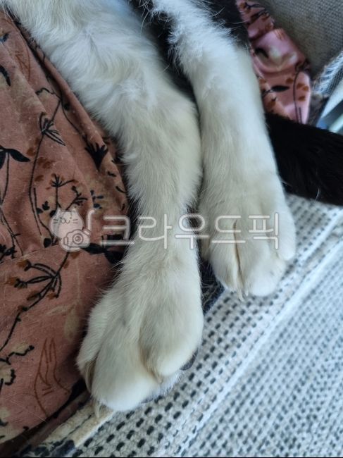 cats paw,Meow,catsole,stray cat,mammal,cat,butler,ket,foot,pet,sole,catfoot,companionanimal,cat paws,solesoffeet,Pets,animal,mammalia