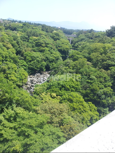 산,나무,숲,제주,여름,초록