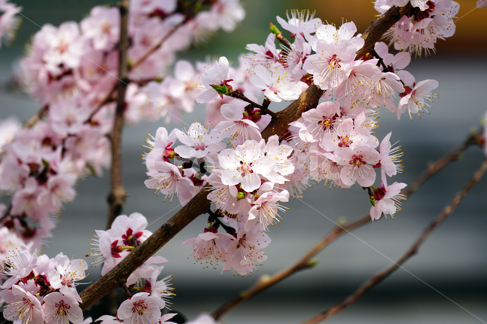 살구나무꽃,봄꽃,한국자연,꽃,꽃사진,플라워,flower,봄,spring,식물,plants,자연,nature,풍경,landscape,계절,season,snap,스냅,접사,macro,closeup,클로즈업,감성사진,감성,힐링,healing,느낌,feel,feeling,꽃밭,화단,나무,나뭇가지,tree,꽃봉오리,4월,April,살구나무,살구꽃,봄,계절,spring,season,식물,자연,plants,nature,꽃,flower,plant,blossom