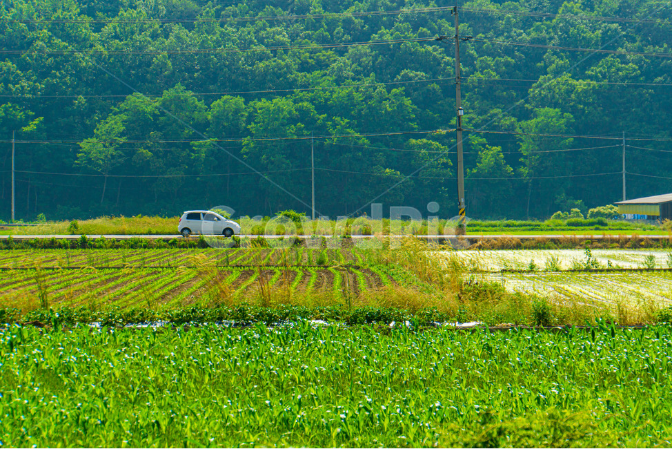 자동차,풍경,논,밭,초록,힐링,감성,도로,car,scenery,aricepaddy,field,green,healing,emotional,road,시골,마을,풍경,landscape,country,rural,town
