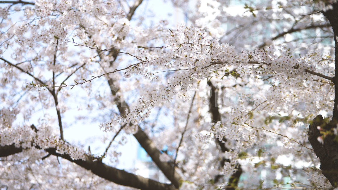 봄,벚꽃,cherryblossom,flowers,벚꽃나무,꽃비,벚꽃비,풍경,봄꽃,계절,spring,season,식물,자연,plants,nature,꽃,flower,나무,trees,wood,감성,sensible,feeling,배경화면,이미지,감성사진,봄,계절,spring,season,자연,풍경,nature,landscape,plant,blossom