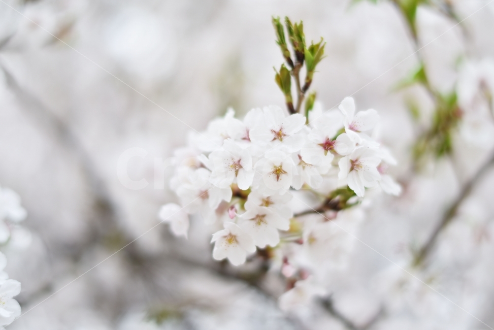 벚꽃,봄,꽃,향긋,플라워,자연,봄,계절,spring,season,식물,자연,plants,nature,꽃,flower,plant,blossom