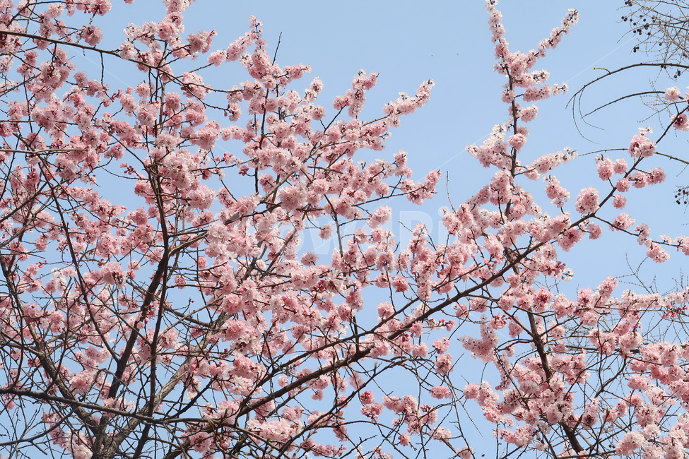 봄,벚꽃,꽃,spring,cherryblossom,꽃송이,flower,분홍,핑크,나무,벚나무,봄,계절,spring,season,식물,자연,plants,nature,꽃,flower,plant,blossom,cherry blossom