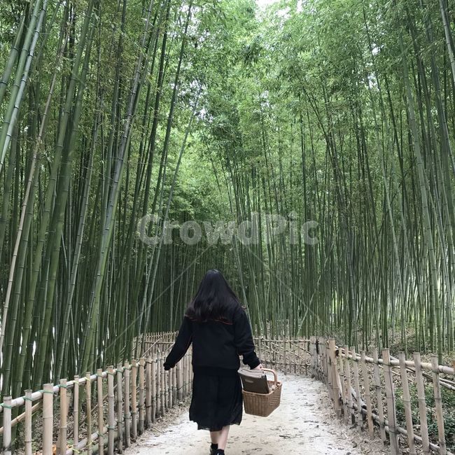 피크닉,소풍,대나무,바구니,대나무길,가을,진주,자연,풍경,nature,landscape,사람,인물,인간,human,person,여성,여자,woman,female,lady,plant,식물