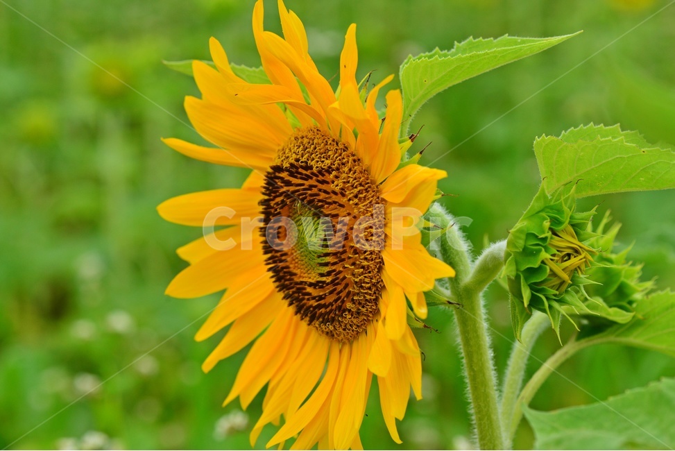 flower,sprout,새싹,bud,싹,blossom,꽃,plant,식물,해바라기,해바라기꽃,식물,자연,plants,nature