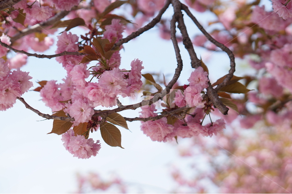 왕벚꽃,겹벚꽃,봄,풍경,핑크,나무,봄,계절,spring,season,식물,자연,plants,nature,꽃,flower,plant,blossom
