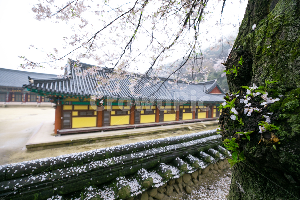 구레화엄사,화엄사,구레화엄사벚꽃,화엄사벚꽃,벚꽃,한국전통,한국문화,korean traditional,korean culture,식물,자연,plants,nature,꽃,flower,종교,신앙,religion,belief,faith