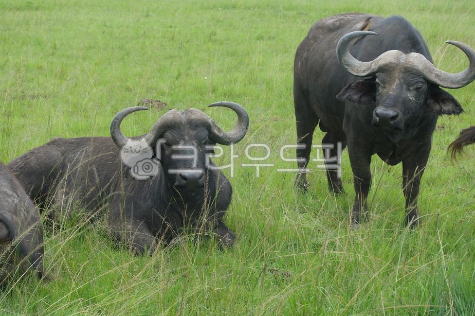 buffalo,들소,아프리카,사파리,마사이마라,야생동물,동물,animal,포유류,mammal