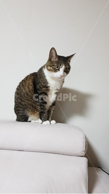 동물,고양이,애완동물,animal,cat,포유류