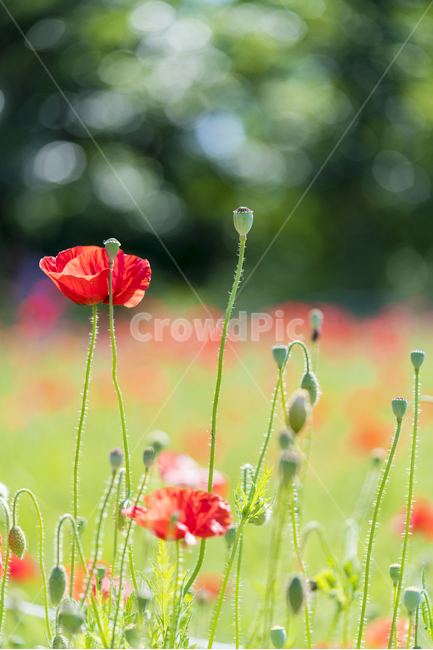 양귀비,양귀비꽃,매크로,빨간,꽃,식물,자연,plants,nature,꽃,flower