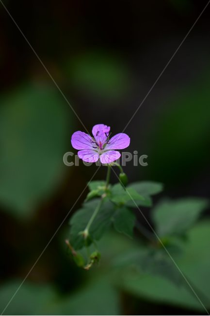 큰세잎쥐손이,야생화,식물,자연,꽃,생태,힐링,플라워,wildflower,flower,plants,nature,season,감성,느낌,emotion,feeling,여름,여러해살이풀,속씨식물,쌍떡잎식물,쥐손이풀목,분홍색,식물,자연,plants,nature,꽃,flower