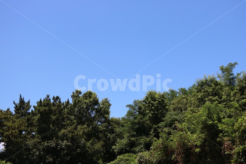 여름,하늘,파랑,나무,초록,자연,summer,natsu,sky,sora,blue,ao,skyblue,sorairo,tree,ki,green,midori,nature,자연,풍경,nature,landscape,plant,식물