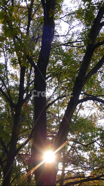 숲,소나무,나무,자연,빛,식물,자연,plants,nature,나무,trees,wood,휴식,힐링,rest,relaxation,healing