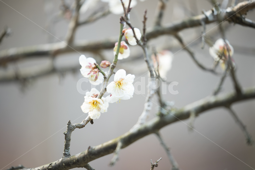 벚꽃,꽃,봄꽃,봄,spring,flower,흰꽃,흰색,봄,계절,spring,season,식물,자연,plants,nature,꽃,flower,plant