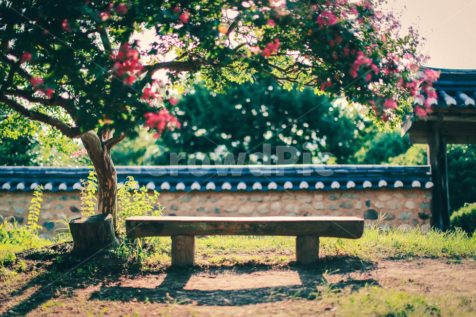 베롱나무,한옥,꽃,식물,나무,한국전통,한국문화,korean traditional,korean culture,휴식,힐링,rest,relaxation,healing