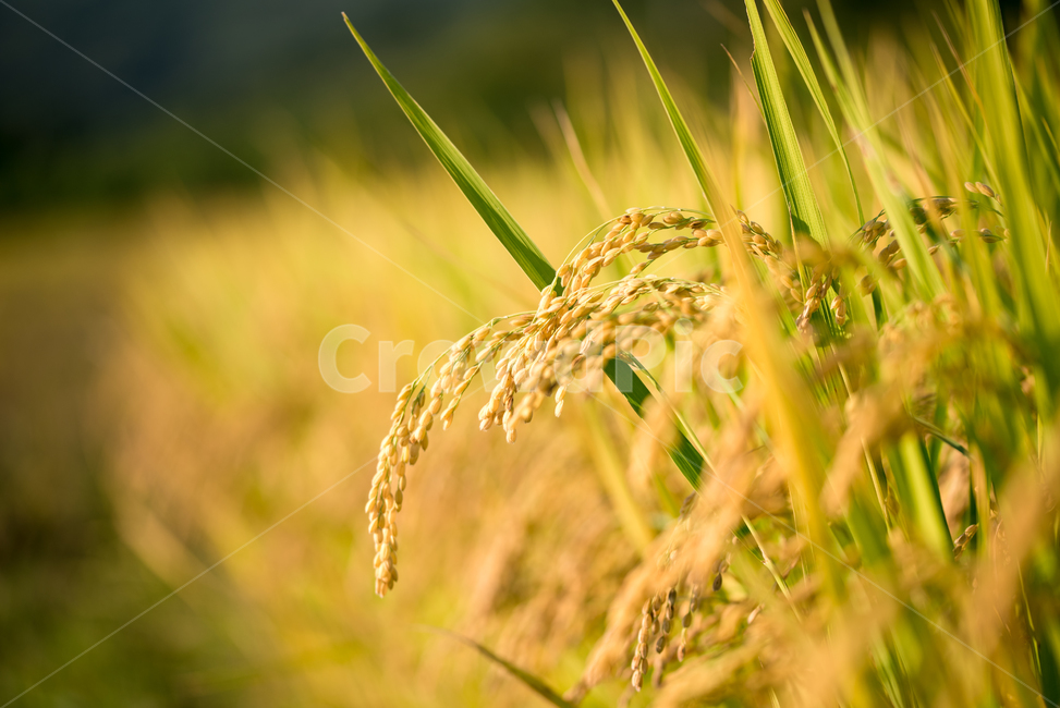 벼,이삭,가을,풍년,추수,추석,햅쌀,쌀,곡식,rice,field,yellow,nature,plant,agriculture,asian,farm,background,beautiful,closeup,cute,natural,colorful,bright,가을,계절,fall,autumn,season,식물,자연,plants,nature,곡류,곡식,cereals,산업,industry,industrial,농업,농사,agriculture,farming,farming industry,vegetation,초목