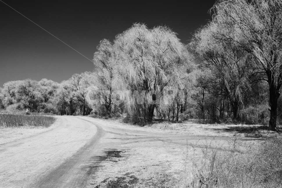 nature,자연,outdoors,옥외,tree,나무,한강고수부지,적외선,적외선카메라,적외선사진,infrared,적외선필터,흑백,흑백사진,흑백,모노톤,monochrome,black and white
