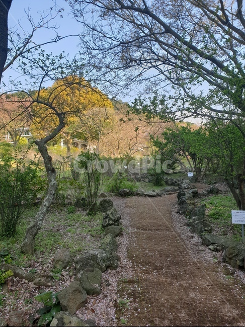 산책길,푸른산책길,한라수목원,흙길,산책로,많은나무,봄