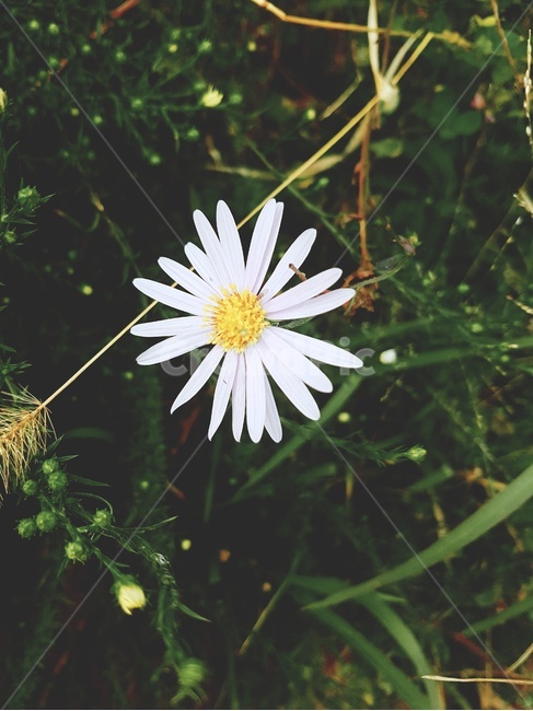 꽃,숲,flower,forest,흰꽃,식물,자연,plants,nature,꽃,flower