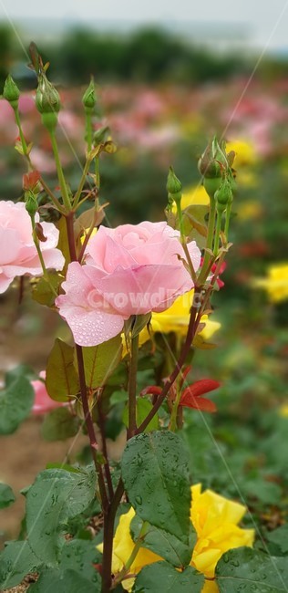 장미,꽃,rose,식물,자연,5월,그린,flower,장미꽃,nature,분홍장미,식물,자연,plants,nature,꽃,flower