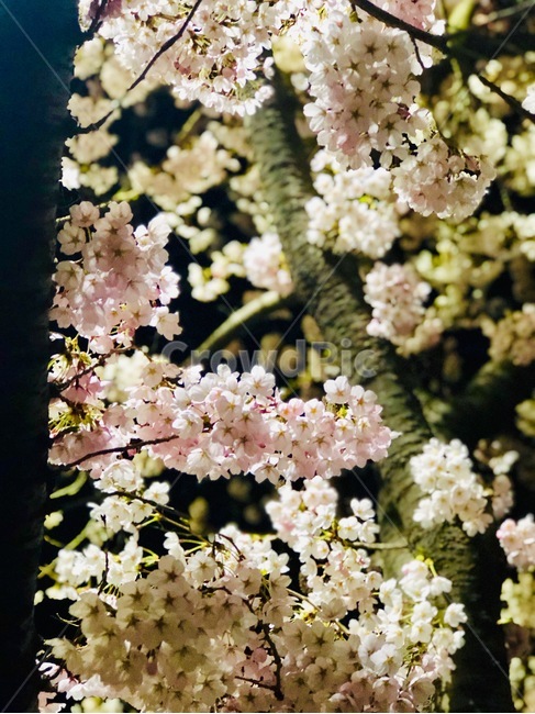 벚꽃,꽃길,벚꽃길,꽃,봄