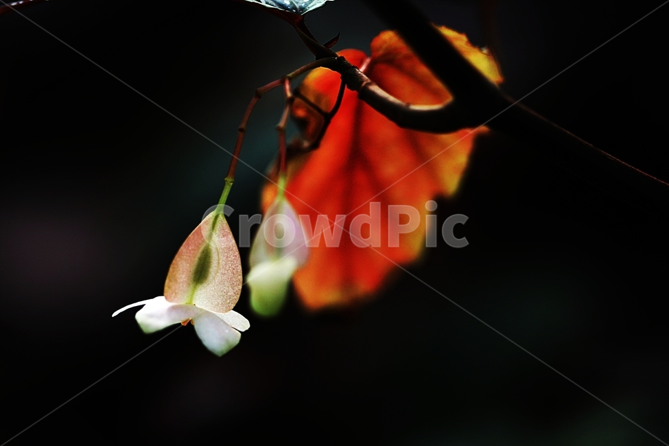 꽃,식물원,나무잎,배경,자연,식물,자연,plants,nature,꽃,flower