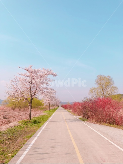 벚꽃,벚꽃길,산책,산책길,봄