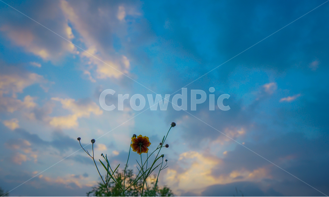 들,꽃,들꽃,야생화,자연,수변식물,하늘,구름,식물,자연,plants,nature,꽃,flower