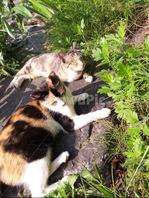 고양이,자매,얼룩무늬,고등어,갌색무늬
