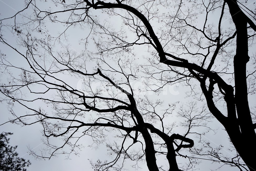 느티나무,고목,실루엣,나무,tree,하늘배경,겨울,가지,자연,하늘,식물,마른잎,숲,분위기,감성,겨울나무,쓸쓸함,외로움,고요,나뭇가지,계절,풍경
