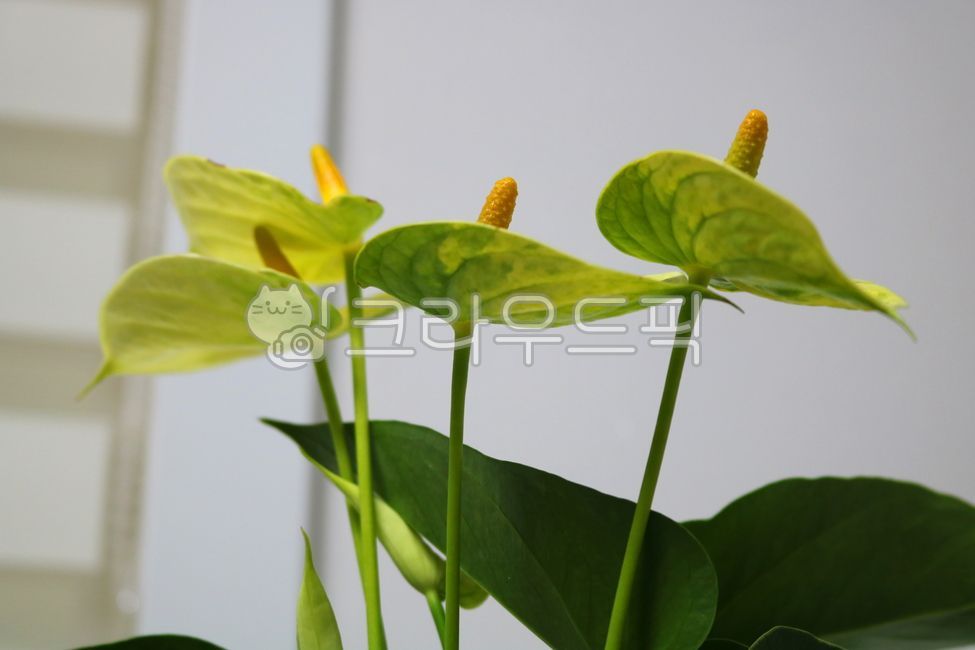 안스리움,꽃,안스리움꽃,안수리움,식물,자연,천남성과,열대식물,관엽식물,공기정화식물,관상용,잎,꽃잎,잎사귀