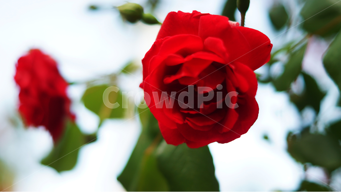 장미,꽃,분위기,빨간장미,따뜻함,flower,redrose,mood,warm,red,color,colorful,rose,식물,자연,plants,nature,꽃,flower