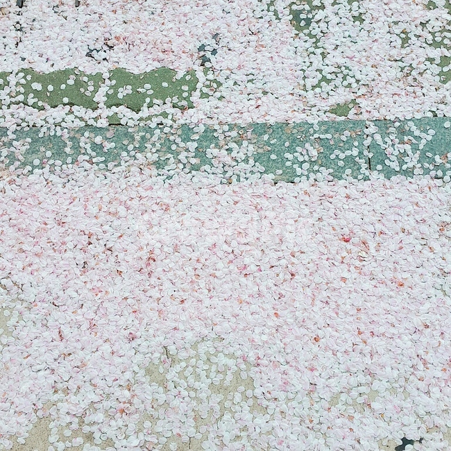 벚꽃엔딩,산책,봄,벚꽃융단,벚꽃잎,봄날