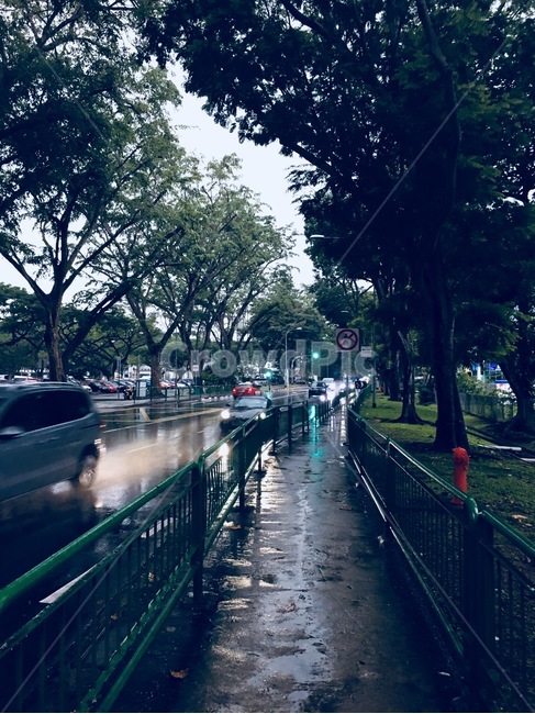 싱가포르,비,나무,저녁,거리,자연,풍경,nature,landscape,비,비오는날,rain,rainy,path,통로,railing,난간