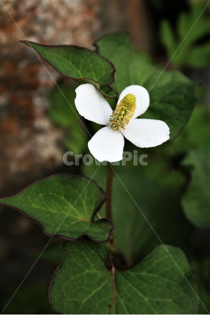 약모밀,어성초,삼백초과,여러해살이풀,야생화,약초,식물,자연,plants,nature,꽃,flower