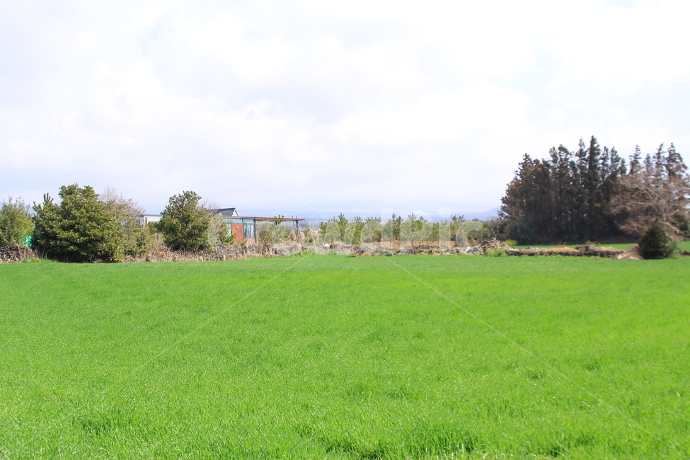 식물,잔디,푸른,초원,자연,평화,하늘,자연,풍경,nature,landscape,plant,grass,lawn