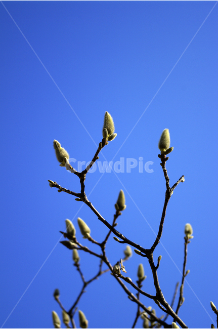 목련,나무,하늘,파란하늘,꽃봉오리,봄,봄날,봄풍경,봄꽃,감성,spring,flower,봄길,산책,봄나들이,식물,봄,계절,spring,season,식물,자연,plants,nature,꽃,flower,sprout,새싹,blossom,bud,싹,plant
