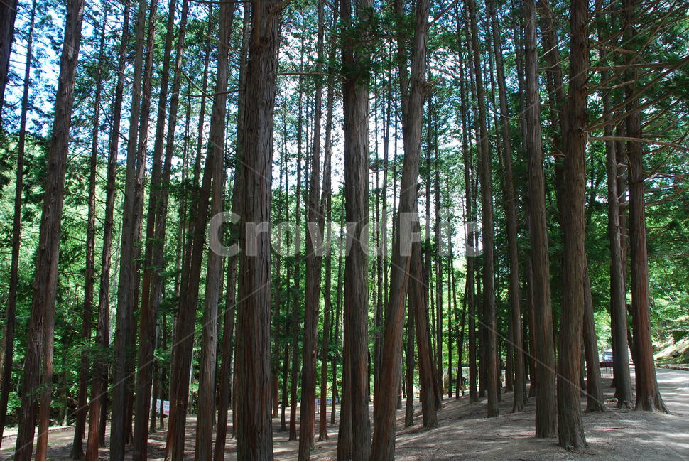 편백나무,숲,숲길,산책로,피톤치드,식물,자연,plants,nature,나무,trees,wood