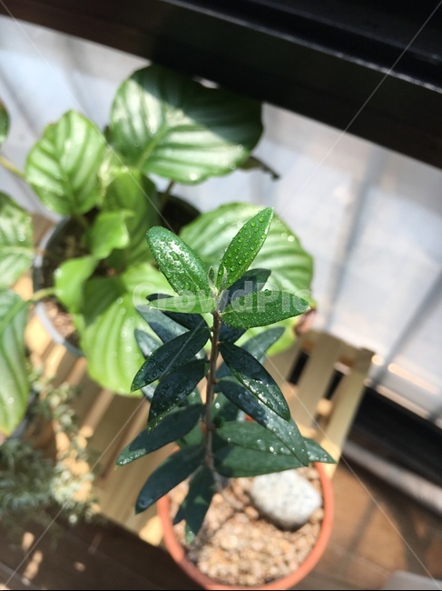 올리브,올리브나무,올리브나무가지치기,외목대,홈가드닝,칼라데아오르비폴리아,햇살,베란다,새싹,새순,새싹사진,실내용화초,화분,화초,house plant