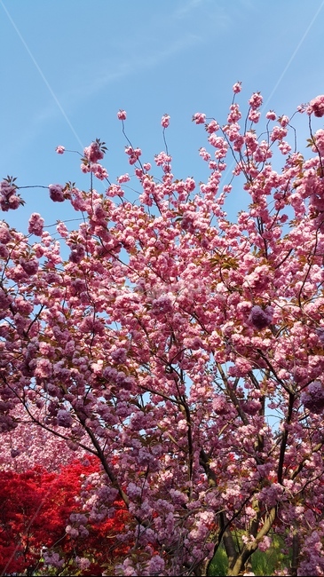 봄,봄꽃,꽃,blossom,cherryblossom,벚꽃,왕벚꽃,핑크꽃,체리블러썸