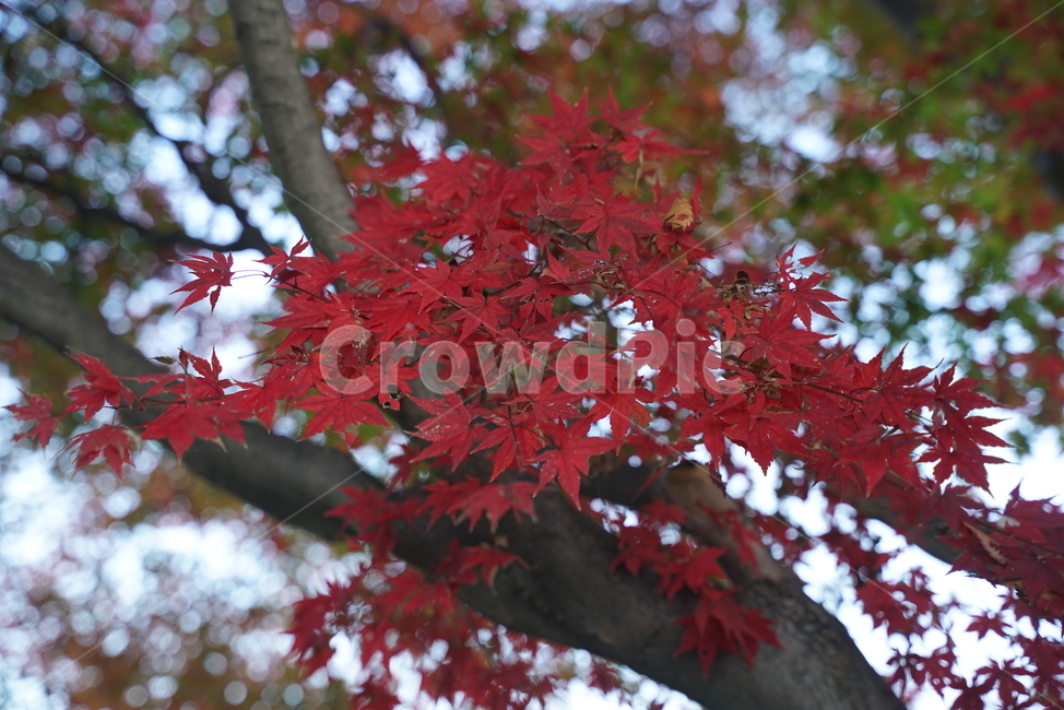 단풍,maple,가을단풍,가을,엽록소,leaf,잎,plant,식물,tree,나무,가을,계절,fall,autumn,season