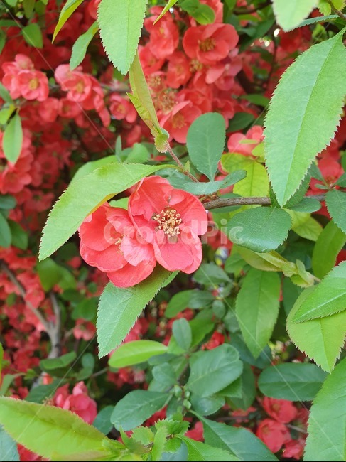 꽃,잎,빨간색,식물,flower,식물,자연,plants,nature,꽃,flower