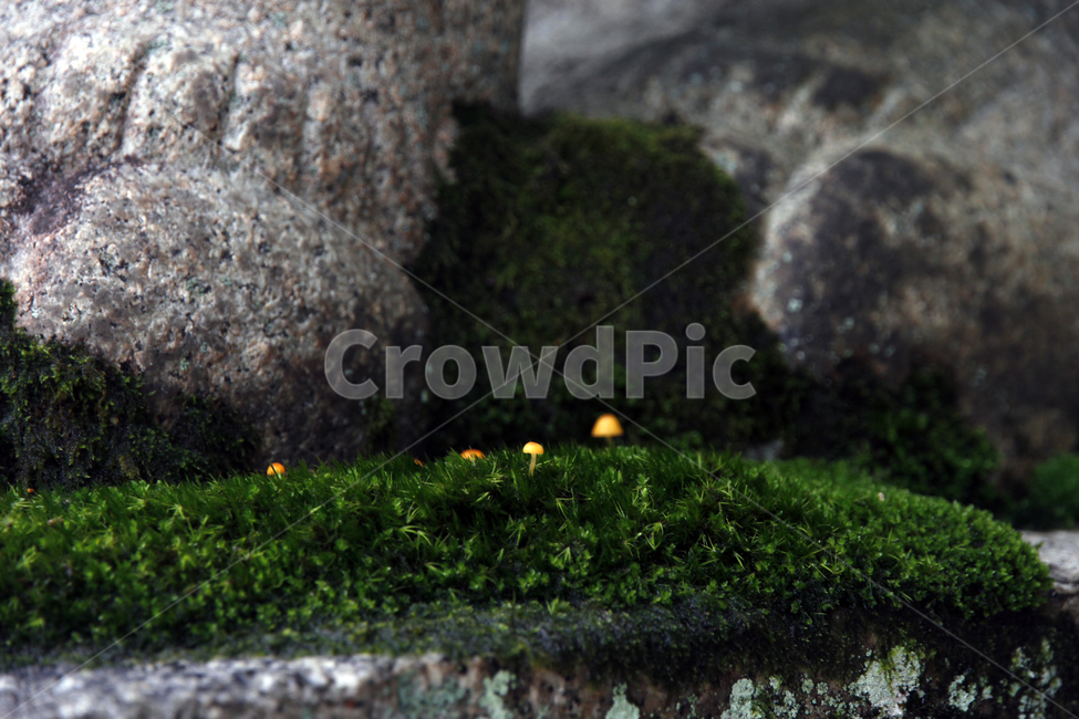 자연,plant,식물,moss,이끼,버섯,독버섯,poisonmushroom,mushroom,smallmushroom,orangemushroom,주황색버섯,오렌지색버섯,버섯,mushroom