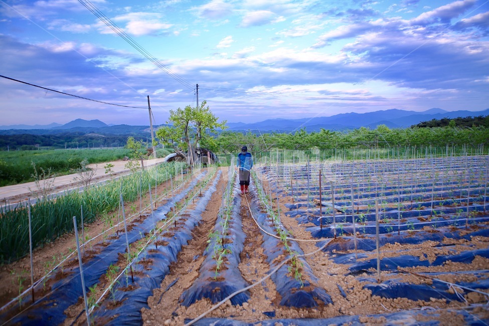 농부,하늘,구름,밭,농사,시골,마을,풍경,landscape,country,rural,town,사람,인물,인간,human,person,산업,industry,industrial,농업,농사,agriculture,farming,farming industry