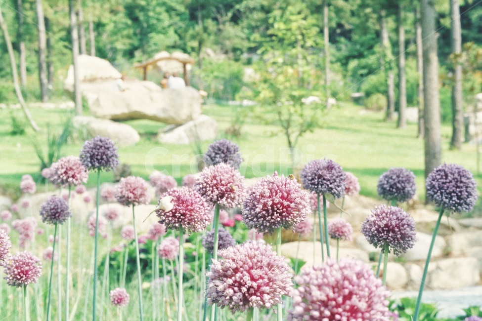 알리움,꽃,식물,flower,plants,여름,계절,summer,season,식물,자연,plants,nature,꽃,flower,감성,sensible,feeling,blossom,allium,부추,plant