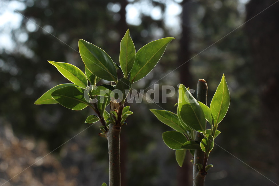 잎,나뭇잎,새순,잎사귀,봄,자연,식물,자연,plants,nature