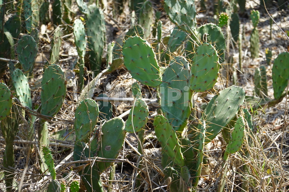 cactus,plant,선인장,식물,여름,summer,식물,자연,plants,nature